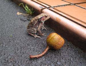 写真：ヒキガエル