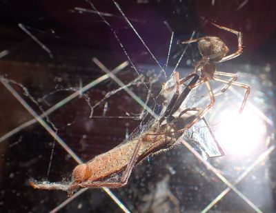 写真：クモとカメムシ