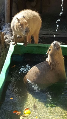 打たせ水にあたるカピバラの写真