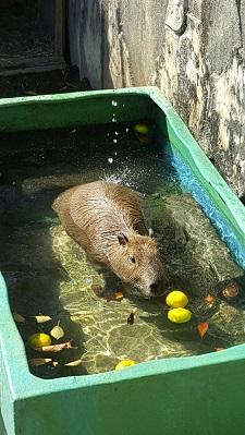 カピバラがゆずプールに入った写真