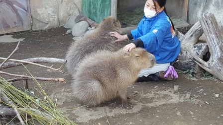 カピバラのツボを刺激する飼育員の写真