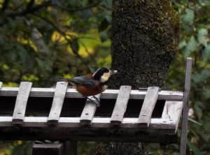 写真：鳥エサ台とヤマガラ