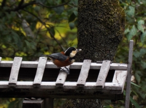 写真：鳥エサ台とヤマガラ