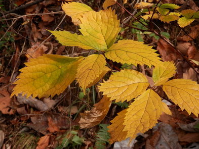 写真：黄色い葉のコアジサイ