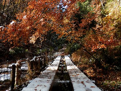 写真：木道に積もった雪とヤマコウバシの紅葉