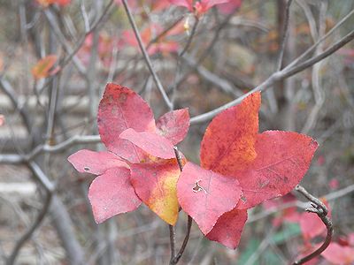 写真:紅葉したアブラツツジ