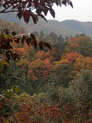 写真：錦織なす観察の森の木々