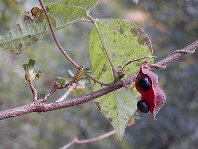 写真：トキリマメの熟した実