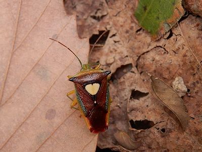 写真：エサキモンキツノカメムシ