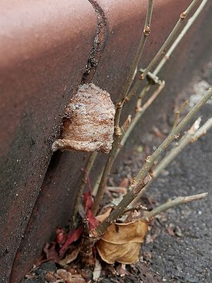 写真：オオカマキリの卵