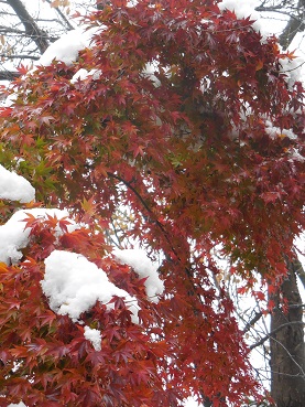 紅葉と雪の写真
