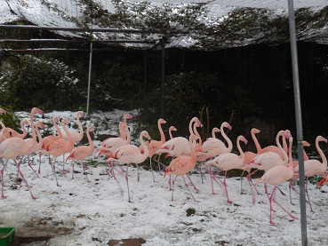 雪とフラミンゴの写真