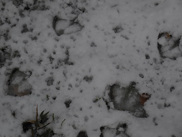 雪についたフラミンゴの足跡の写真