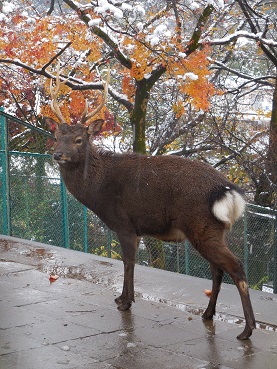 シカと紅葉の写真