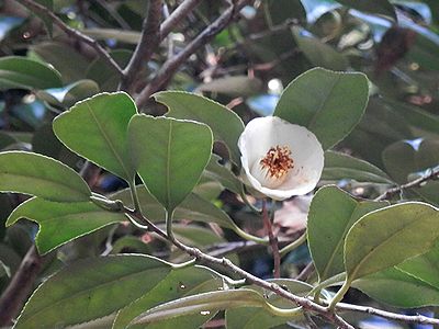 写真：白花のヤブツバキ