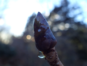写真：トチノキの冬芽
