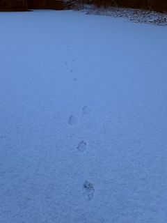 写真：ウサギの足跡