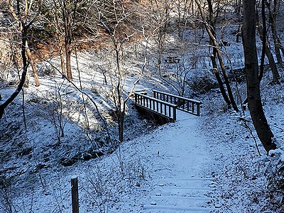 写真：雑木林の林床は真っ白な雪景色