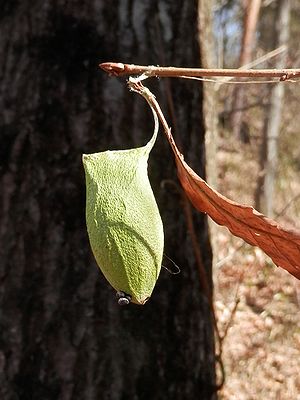 写真：落葉した枝先に緑色の繭