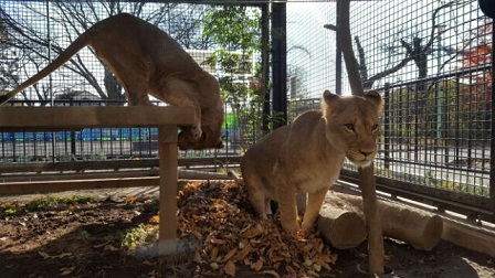 落ち葉のベットにマーキングするライラの写真