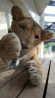 木の枝で遊ぶライラの写真