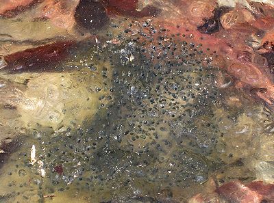写真：池に産み落とされたヤマアカガエルの卵塊（らんかい）