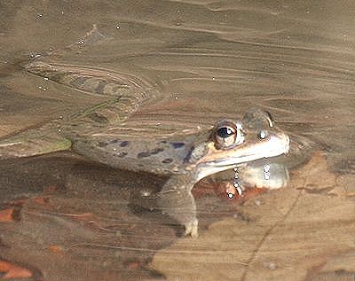 写真:メスを呼ぶヤマアカガエルのオス
