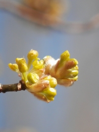 写真：ダンコウバイの花