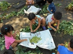 野菜の収穫
