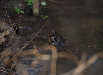 写真：アズマヒキガエル