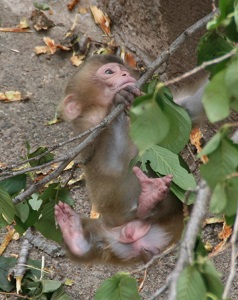 木に登る小猿の写真