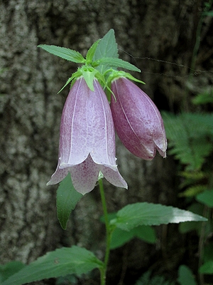 写真:釣鐘形のホタルブクロの花