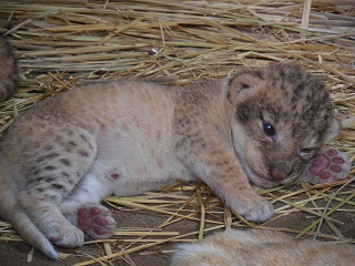 ライオンの赤ちゃんの写真