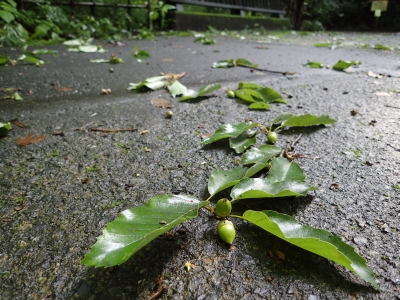 写真:コナラのどんぐり