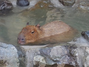 写真：プールの中を泳ぐカピバラの様子