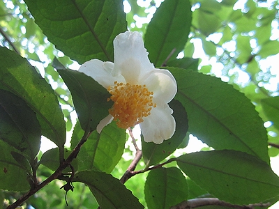 写真:白い花のチャノキ