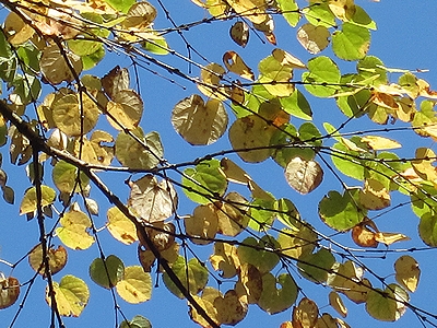 写真:黄色く色づいたカツラの木