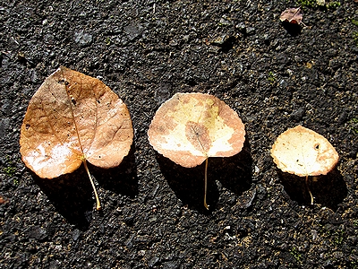 写真:園路に落ち、茶色くなったカツラの葉