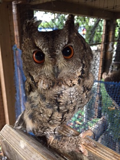 オオコノハズクの写真