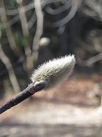 写真：コブシの冬芽