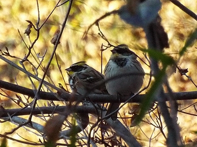 写真：2羽のミヤマホオジロ