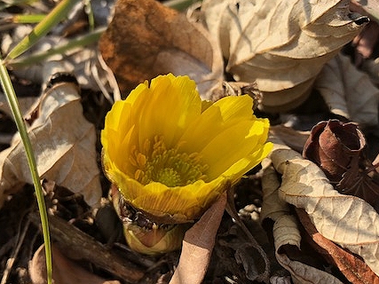 写真:開花したフクジュソウ