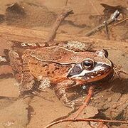 写真：ヤマアカガエル
