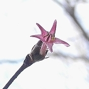 写真：星形をしてピンク色の花ミヤマウグイスカグラ
