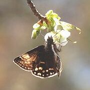 写真：桜の蜜を吸う蝶