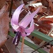 写真:濃いピンク色のカタクリの花