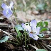 写真：薄青い花のアオイスミレ