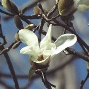 写真：モクレンの仲間で白い大きな花を咲かすコブシ