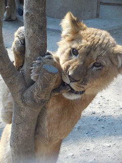 木で遊ぶ仔ライオンの写真