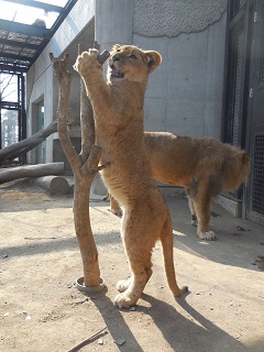 大きくなった仔ライオンの写真